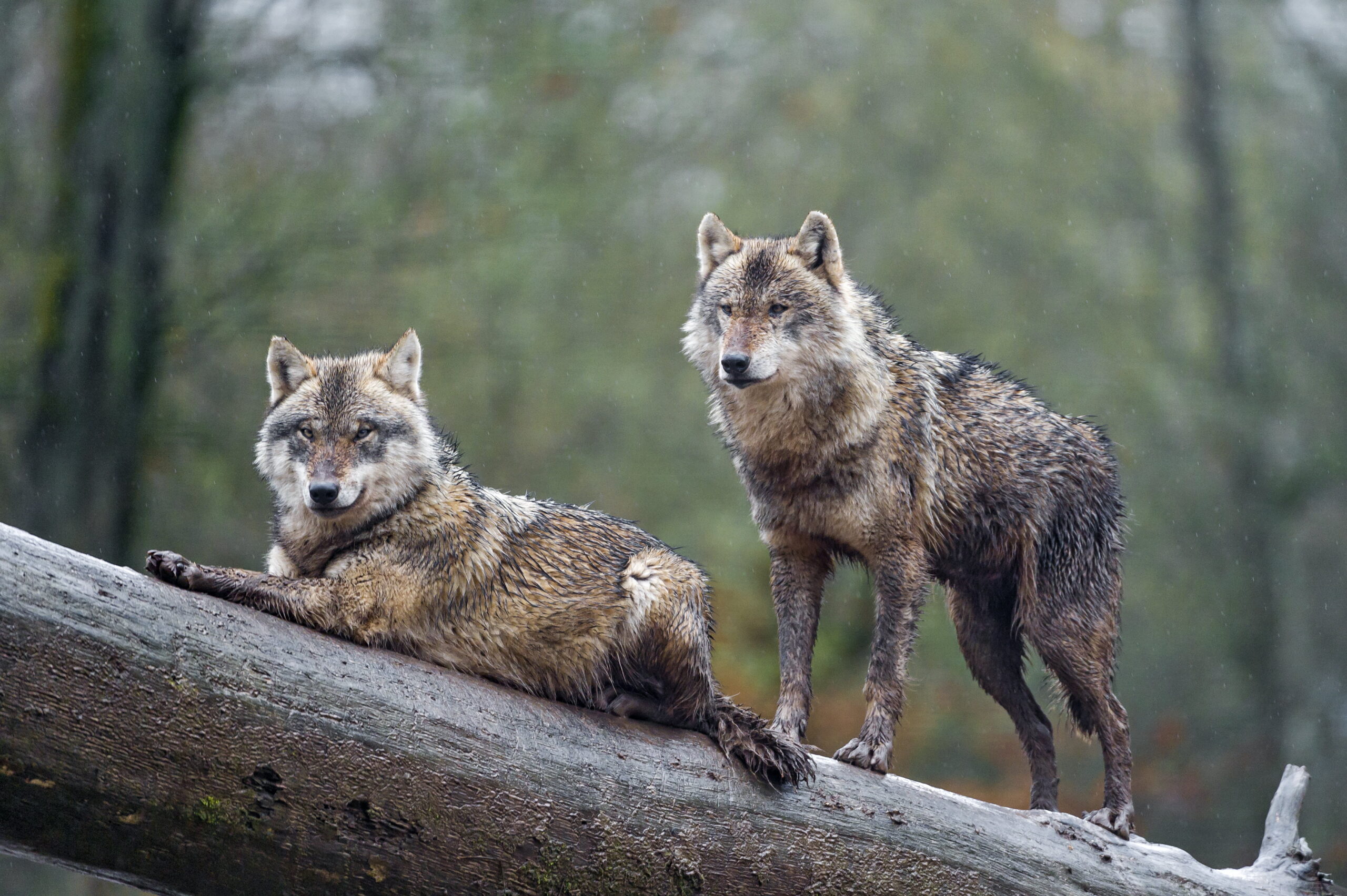 One wolf sits on a fallen tree stump beside. another standing. Their fur is filthy and they look unhealthy.