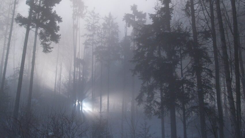 A tree-line at night, everything appears foggy and cold. A bright white light shines from the distance, suggesting some sort of presence just out of our sight.